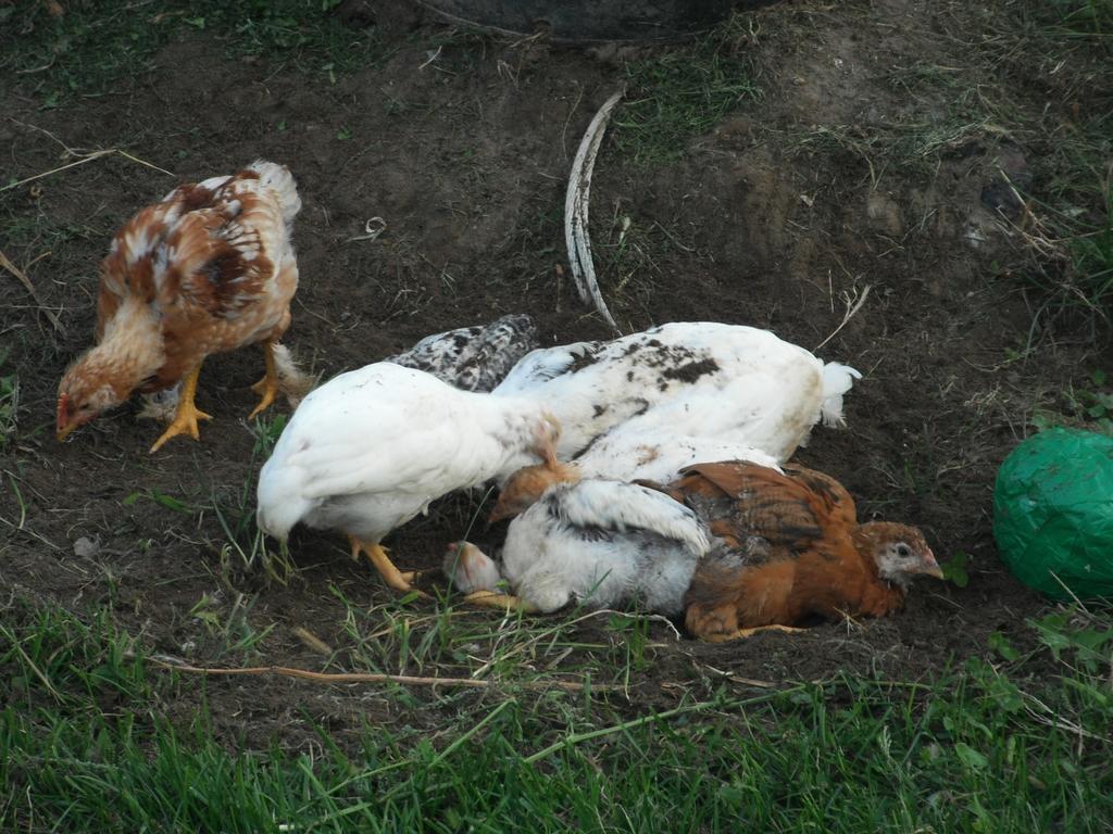 Agritur Ai Masi Villa Pergolese Dış mekan fotoğraf